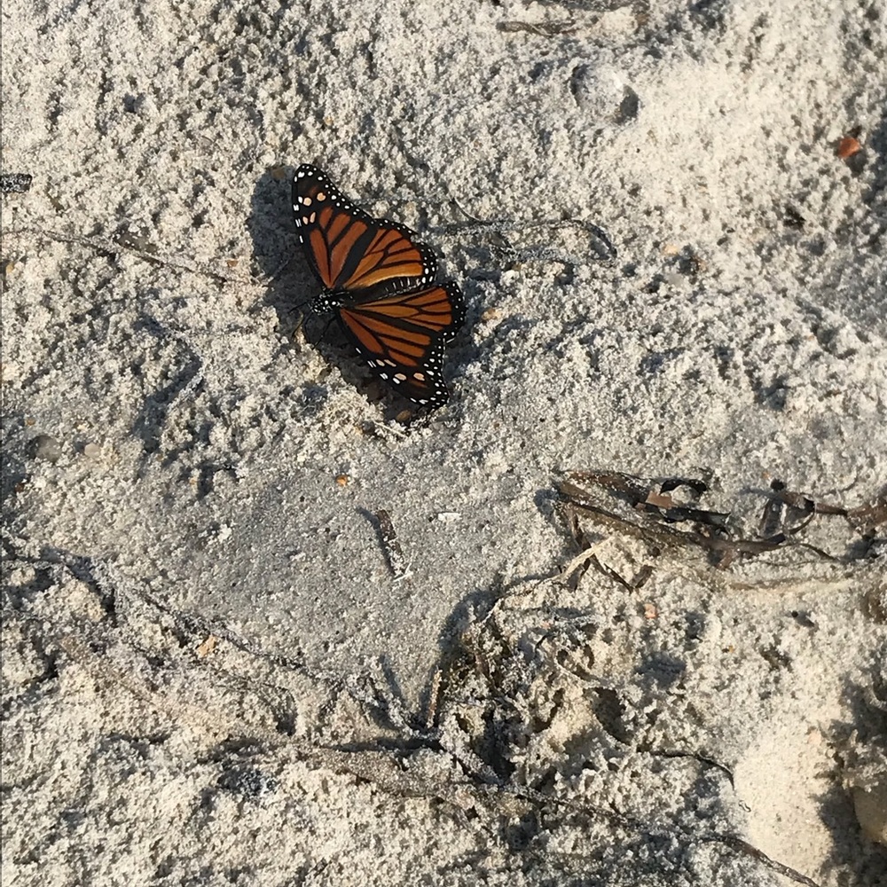 Meet your Posher, Abigail